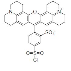 磺酰罗丹明B CAS 3520-42-1