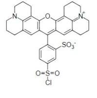 磺酰罗丹明B CAS 3520-42-1 货号72