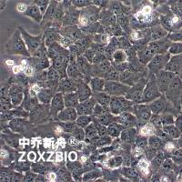 HeLa 229人宫颈癌细胞系