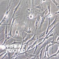 RMSC-bm Wistar大鼠骨髓MSC细胞Wistar大鼠骨髓间充质干细胞