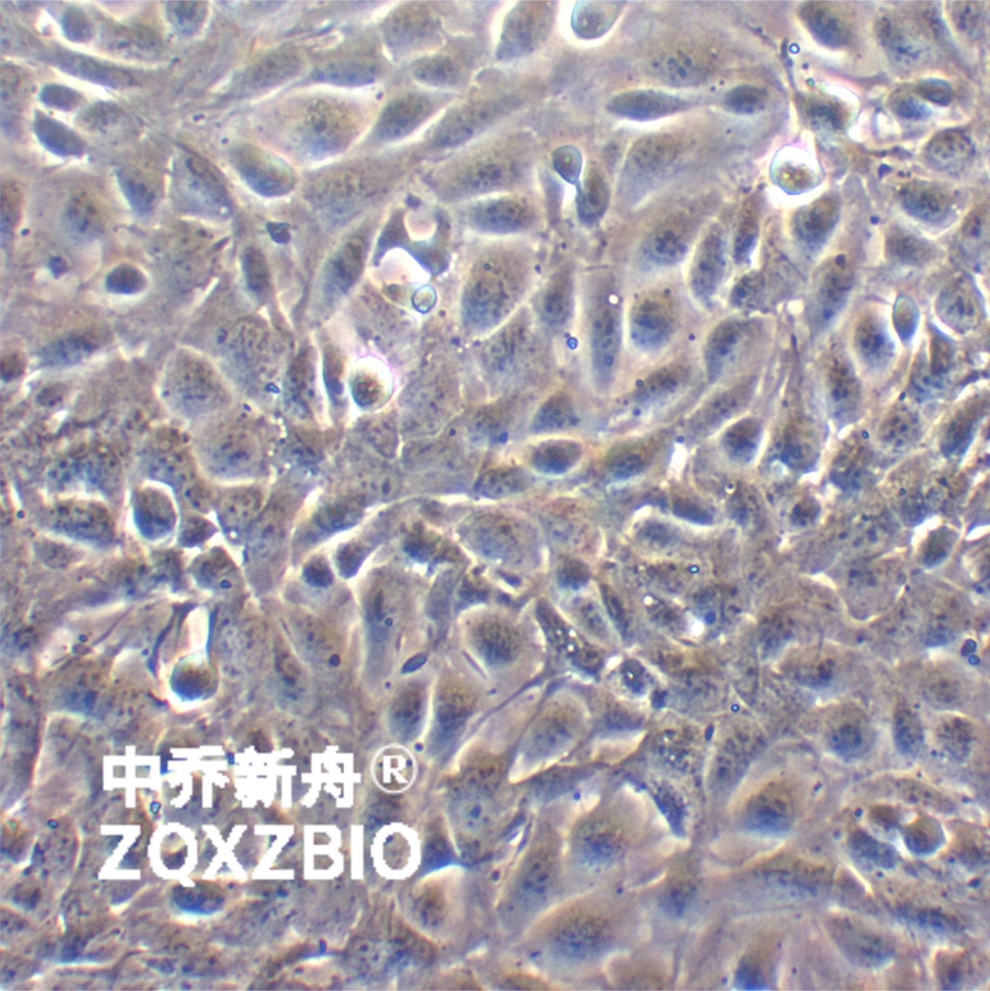 SV40 MES 13小鼠肾小球系膜细胞