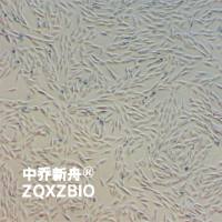 MG-63人骨肉瘤细胞