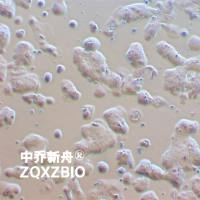MDA-MB-415人乳腺腺癌细胞