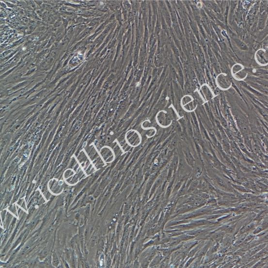 猪睾丸支持细胞/免疫荧光鉴定/镜像绮点（Cellverse）