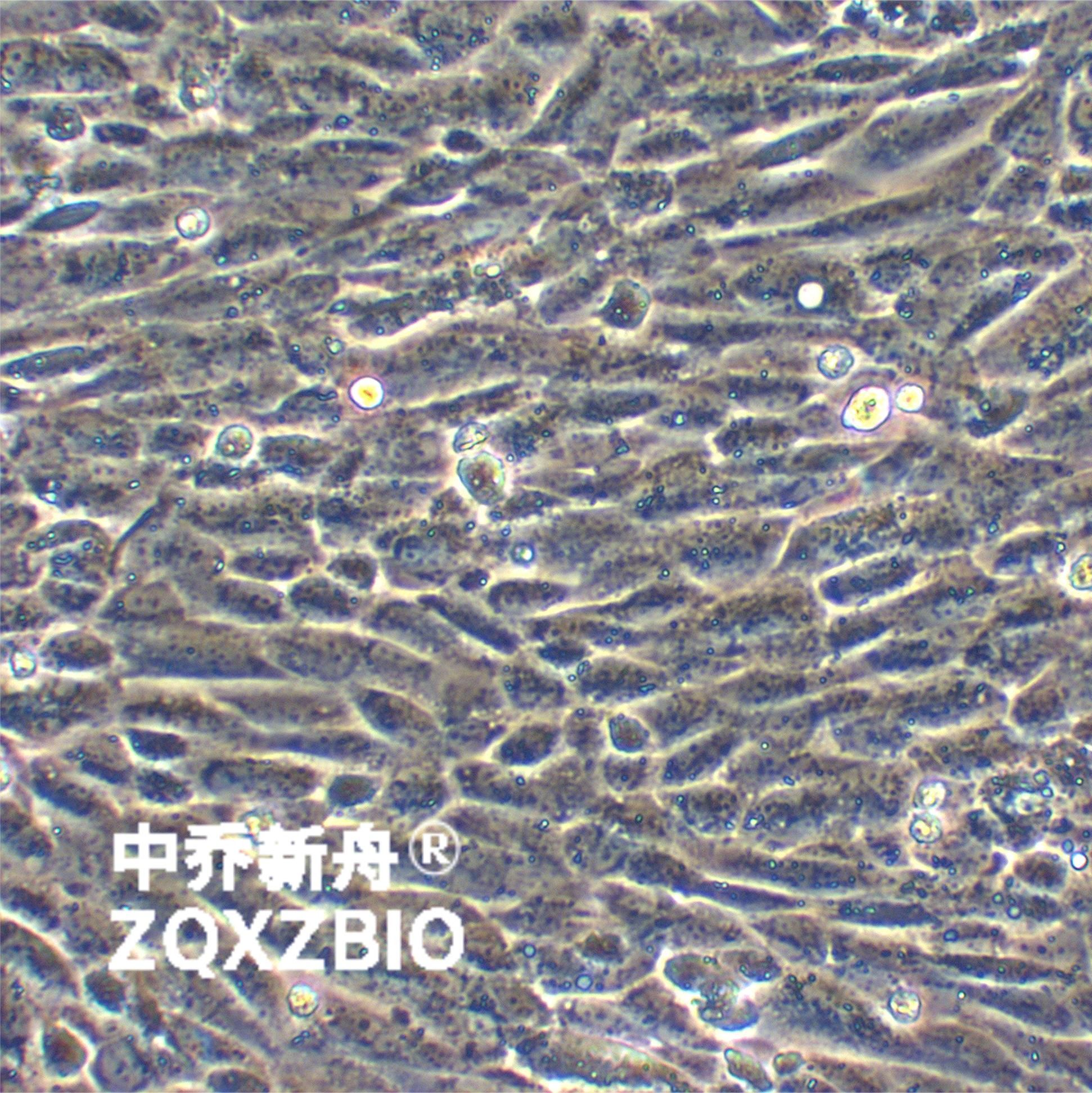 Lec1仓鼠卵巢细胞