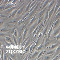 MS1小鼠胰岛内皮细胞