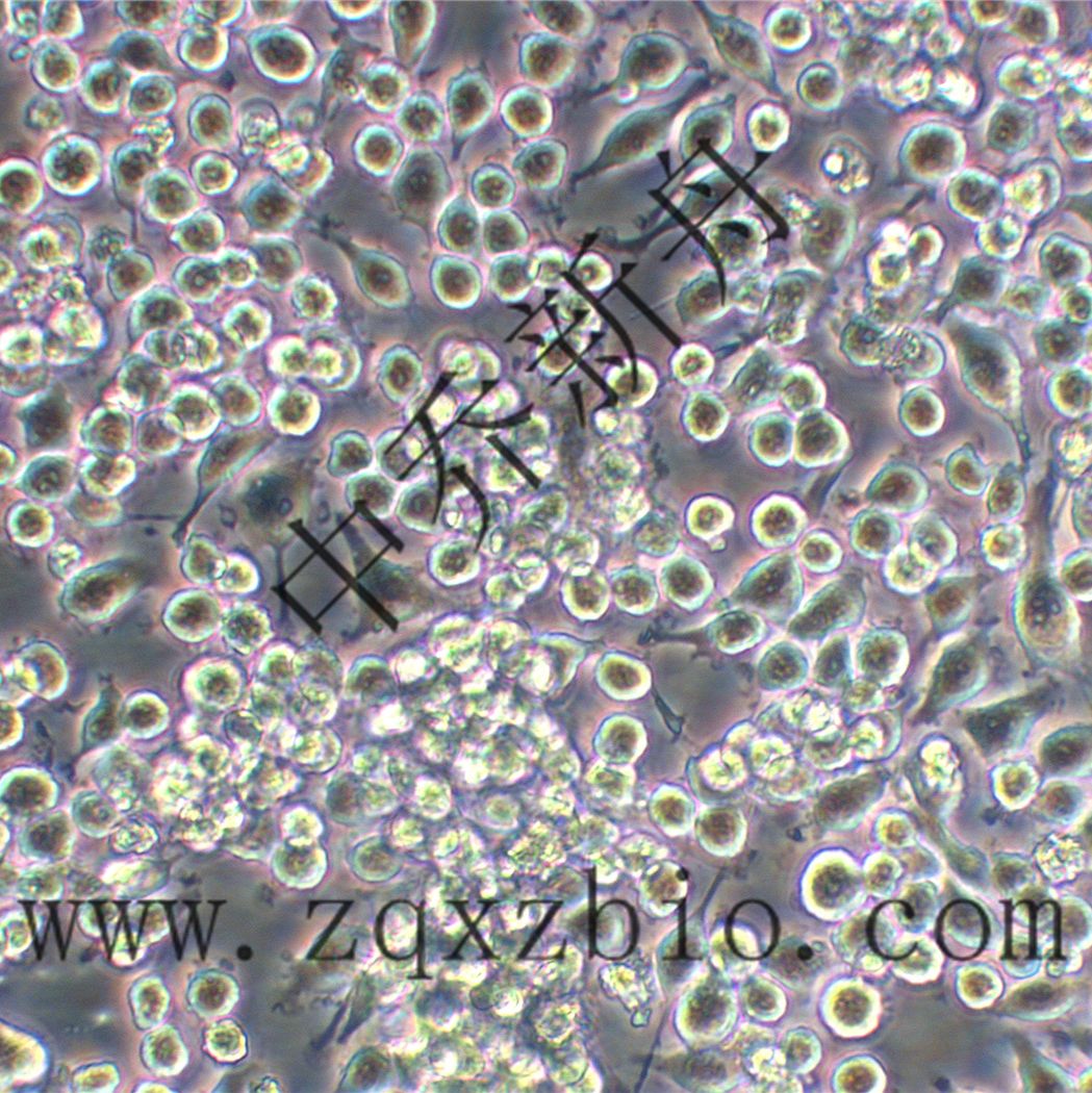 BV2小鼠小胶质瘤细胞