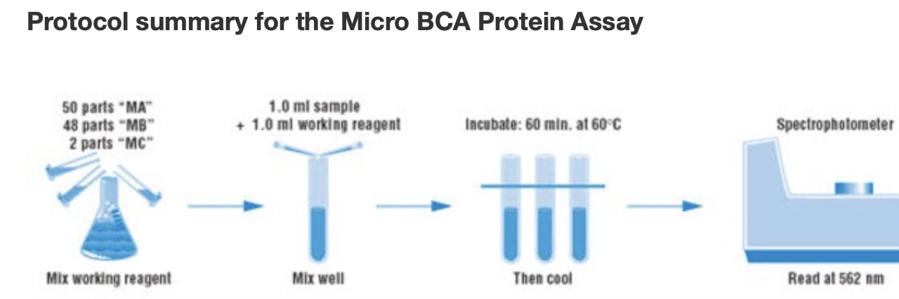 Micro BCA Reagent B (MB)