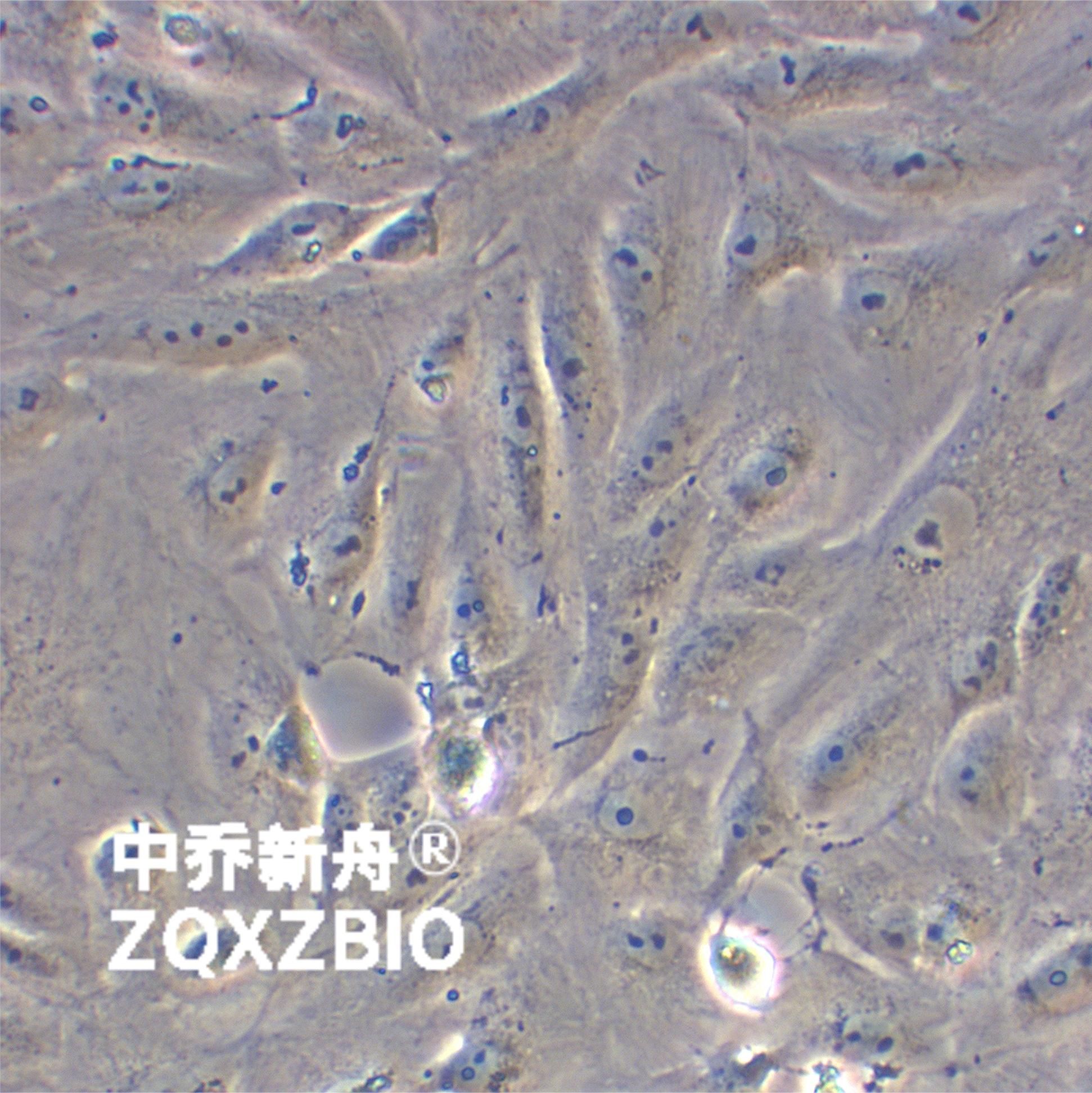 BS-C-1非洲绿猴肾细胞系