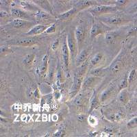 BS-C-1非洲绿猴肾细胞系