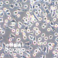 NCTC 1469小鼠正常肝细胞