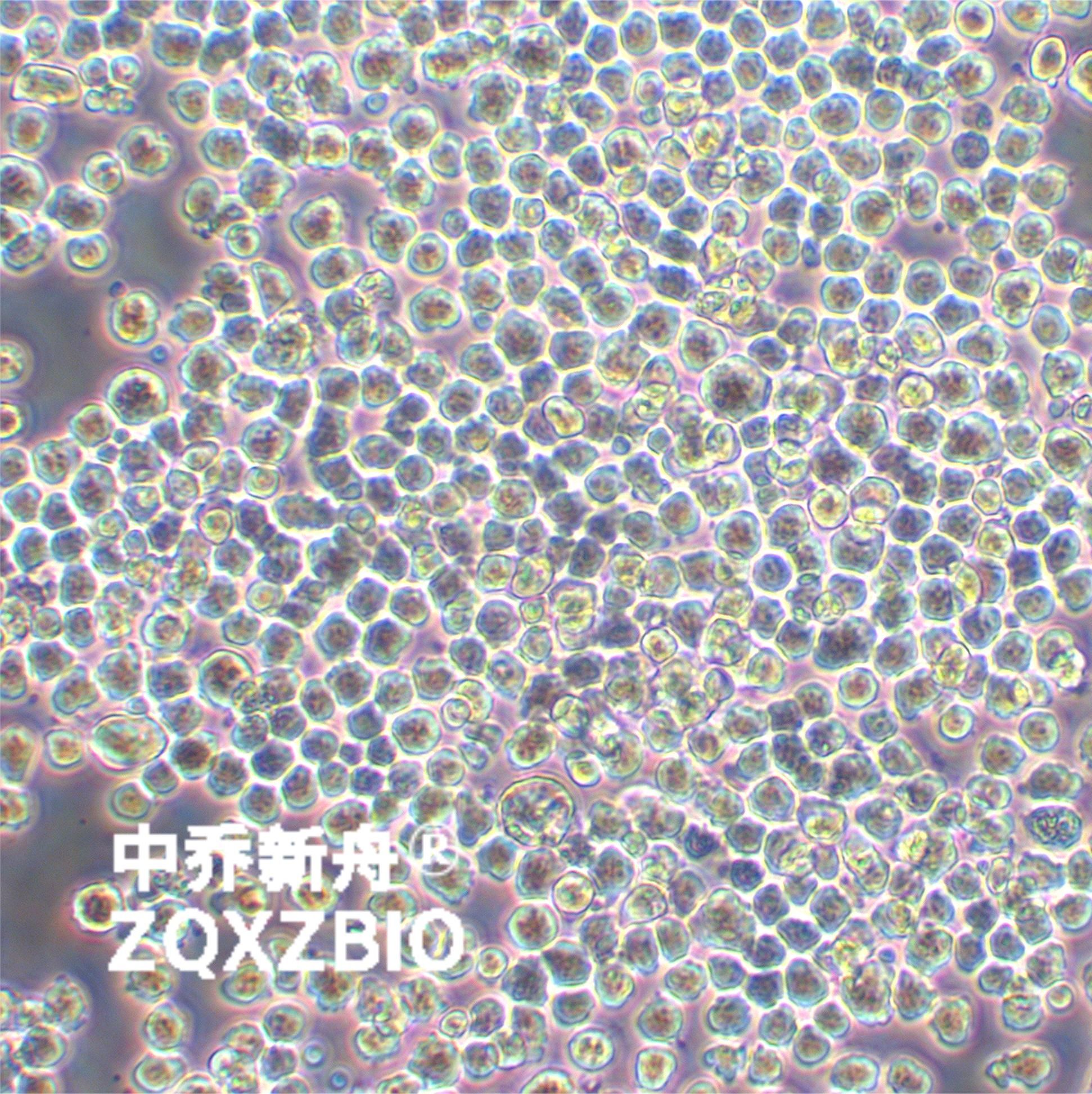 Sp2/0-Ag14小鼠骨髓瘤细胞