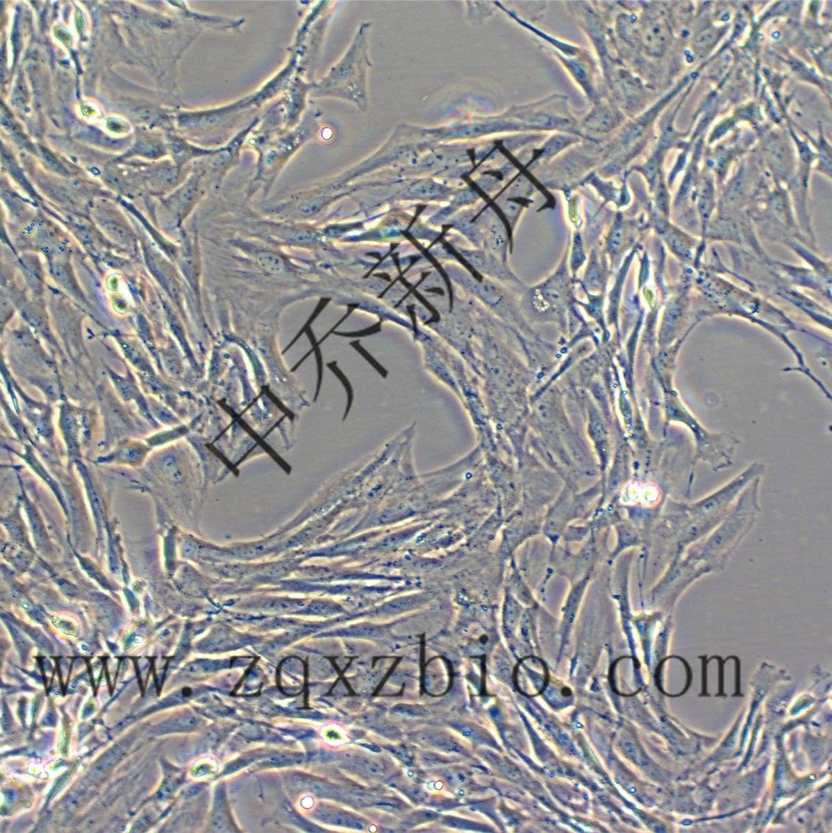HBZY-1大鼠肾小球系膜细胞EC