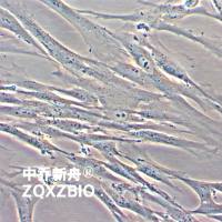 2BS人二倍体细胞/人胚肺成纤维细胞