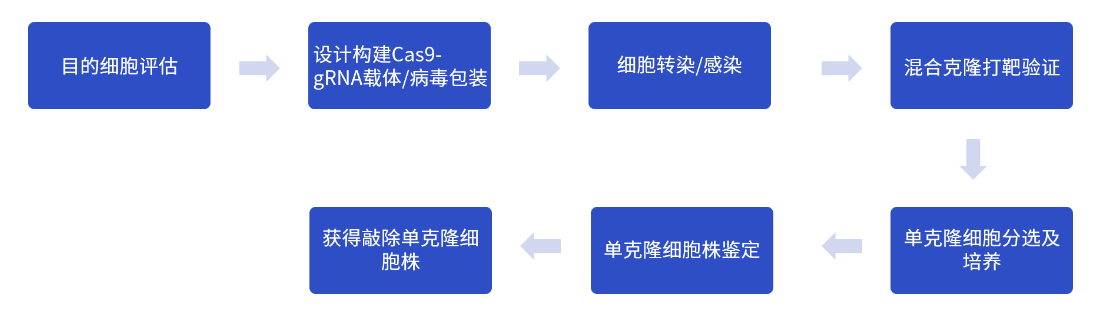 CRISPR/Cas9基因敲除技术服务