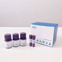 自噬LC3双标腺病毒