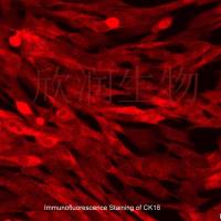 犬小肠上皮细胞系、犬小肠黏膜上皮细胞系、永生化犬小肠上皮细胞/永生化犬小肠黏膜上皮细胞