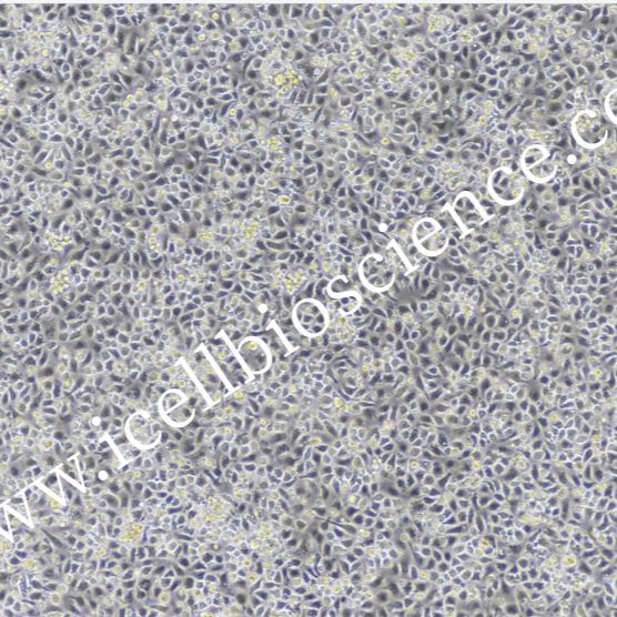 小鼠肠巨噬细胞/免疫荧光鉴定/镜像绮点（Cellverse）