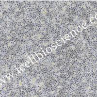 小鼠肠巨噬细胞/免疫荧光鉴定/镜像绮点(Cellverse)