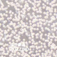 COC1人卵巢癌细胞系