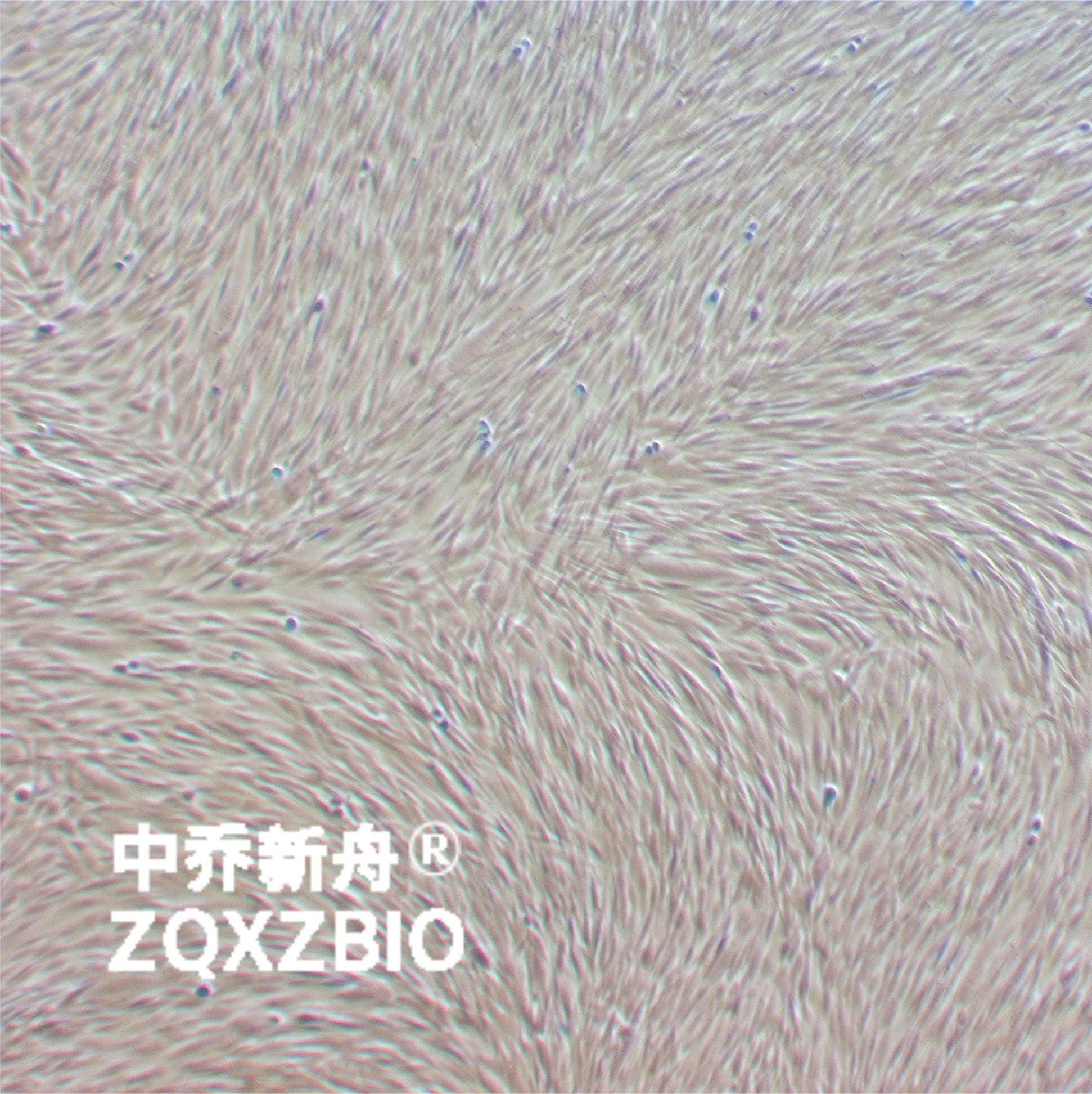 HFF-1人皮肤成纤维细胞