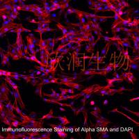 人子宫平滑肌细胞系、永生化人子宫平滑肌细胞