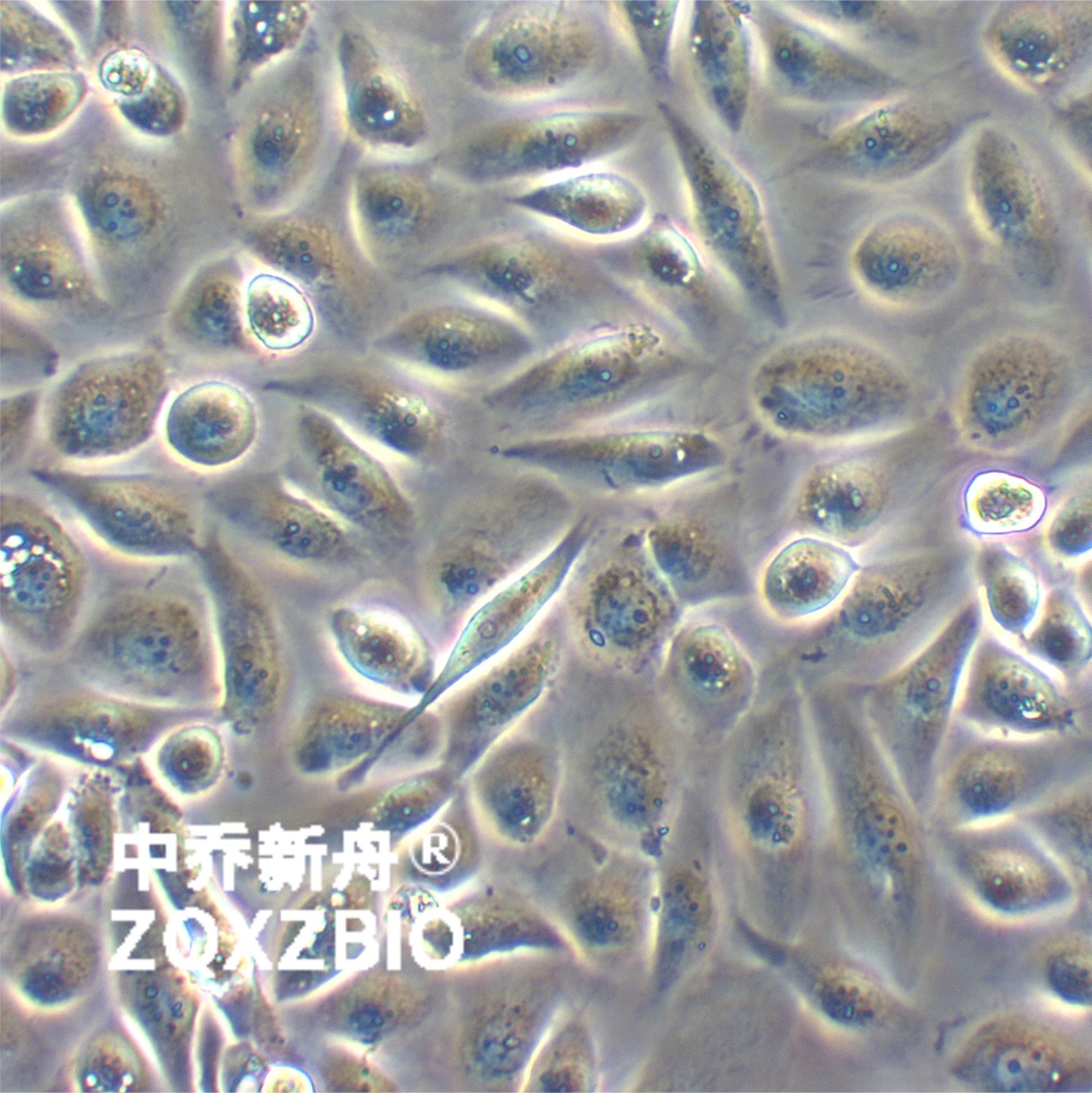 人前列腺正常细胞RWPE-2
