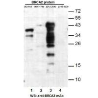 BRCA2(2213-2543)