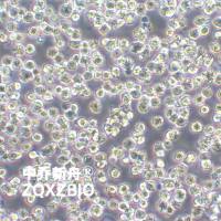 OCI-Aml-3人急性髓性白血病细胞