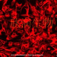 小鼠滑膜细胞系、永生化小鼠滑膜细胞、小鼠滑膜成纤维细胞系