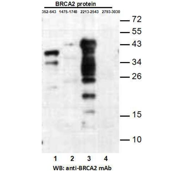 BRCA2(2213-2543)