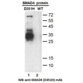 SMAD4 (D351H)