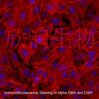 小鼠主动脉平滑肌细胞系、永生化小鼠主动脉平滑肌细胞