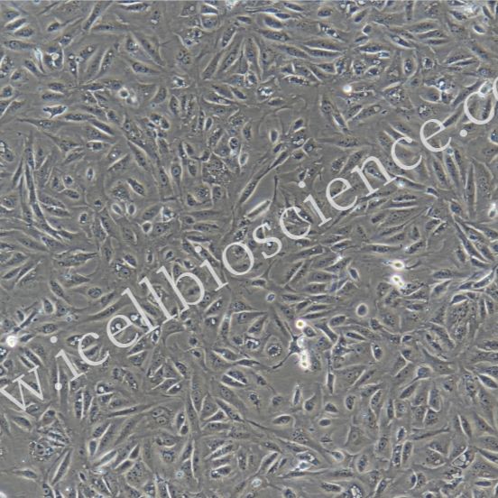 猪膀胱上皮细胞/免疫荧光鉴定/镜像绮点(Cellverse)