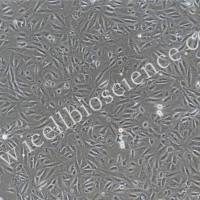 猪膀胱上皮细胞/免疫荧光鉴定/镜像绮点（Cellverse）