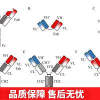 Anti-CACYBP Antibody