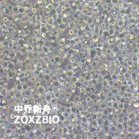 ARH-77人外周血淋巴细胞