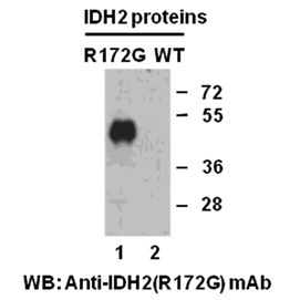 IDH2(R172G)