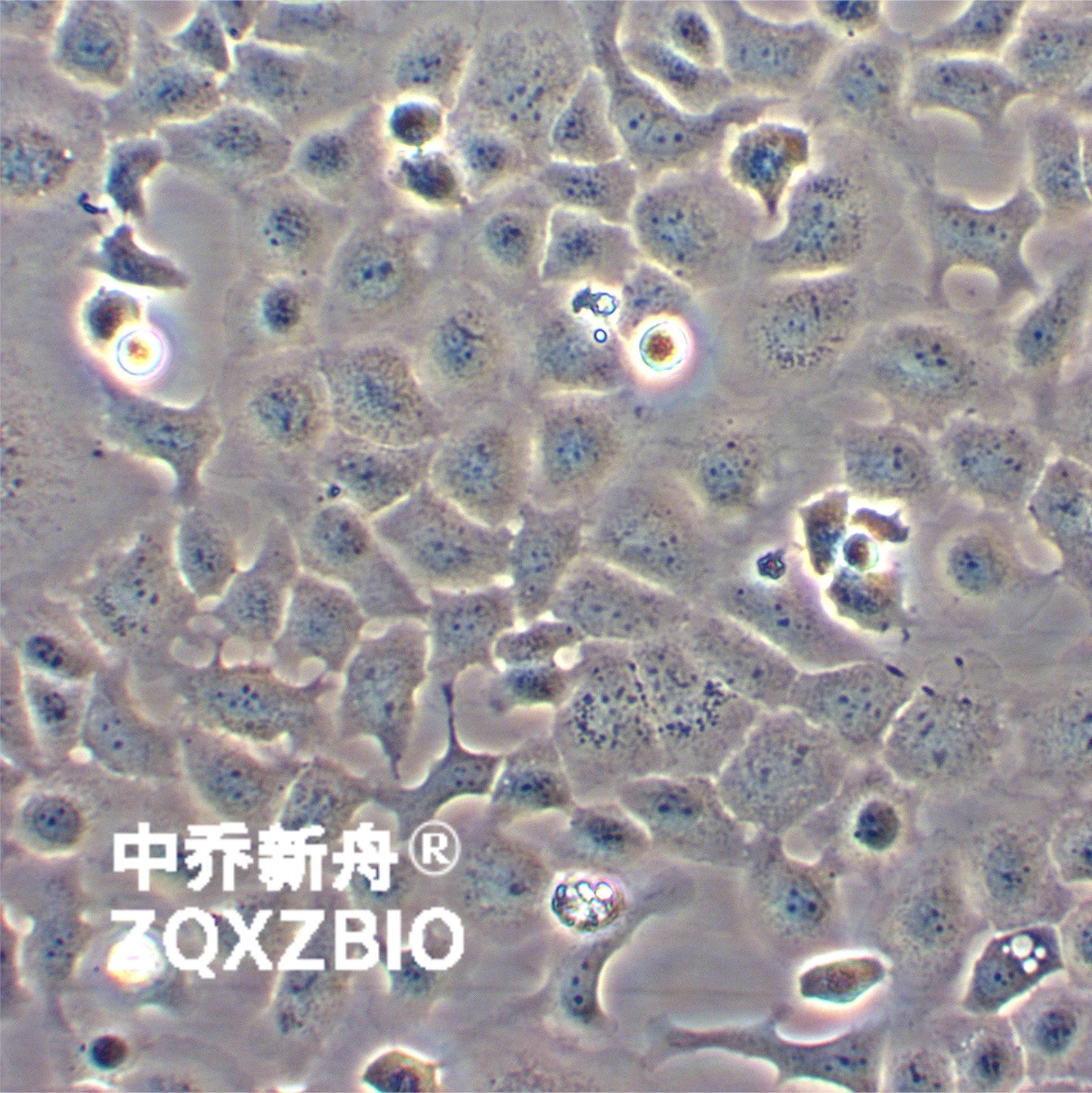 MLE-12小鼠肺泡上皮细胞