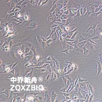 HeLa-S3宫颈癌细胞