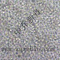 HEL人红白细胞白血病细胞