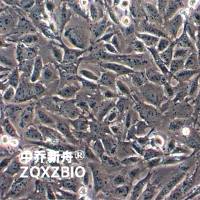 HC11小鼠乳腺上皮细胞