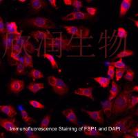 小鼠心肌成纤维细胞系、永生化小鼠心肌成纤维细胞、小鼠心脏成纤维细胞系、永生化小鼠心脏成纤维细胞