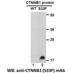 CTNNB1  (S33F)