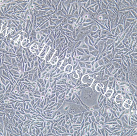 PC-3M 人前列腺癌细胞/STR鉴定/镜像绮点（Cellverse）