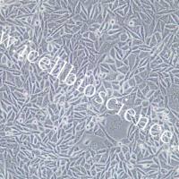 PC-3M、PC-3M细胞、PC3M细胞、PC3M、人前列腺癌细胞/STR鉴定/镜像绮点