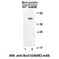 B-Raf(G469E)