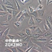 SJSA-1人骨肉瘤细胞