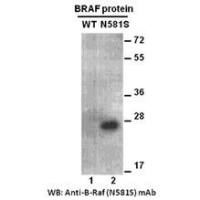 BRAF(N581S)