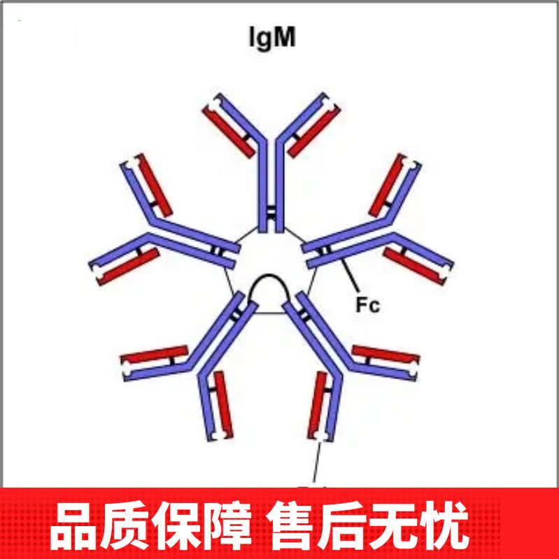 Anti-OR11G2 Antibody
